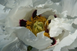 Fouleix,cygnes,Inès,jardin 077.JPG