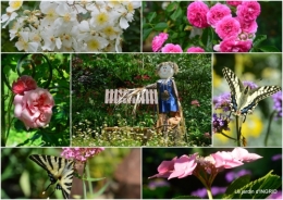 2017-07-05 jardin été,hydrangeas,journaliste3.jpg