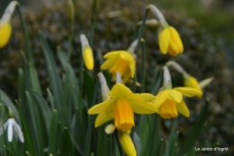 jonquilles,tableau d'ambience,champignons,gouttes d'eau 013.JPG