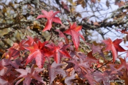 troc,automne,serre 030.JPG