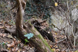 colline,crèche,taille 016.JPG
