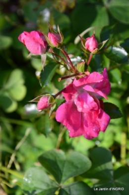 taille,arbustes,poinsettia,décos 035.JPG