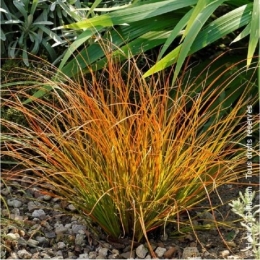 carex-testacea-laiche-ecailleuse.jpg