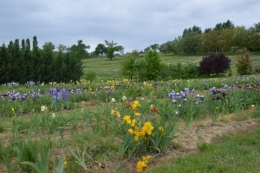 serre,iris,ancolie,iriseraie Papon,moulin 152.JPG
