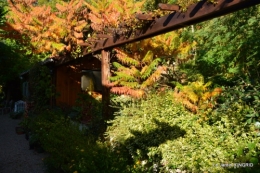 rhus,colline,buis taillé,noix,manthe religieuse,bouquet 081.JPG