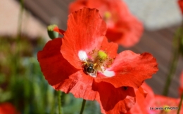 épouvantails ,jardin,roses 053.JPG