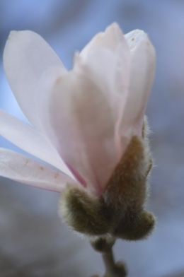 abeilles,zoom fleurettes 023.JPG