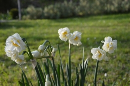 Beaumont,tulipes,primevères et autres,chez Bernadette 061.JPG