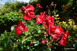 jardin en mai 422.JPG