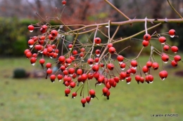 jardin en hiver,à Ciron 088.JPG