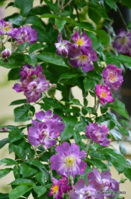 fête de la fraise Vergt,roses jardin 176.JPG