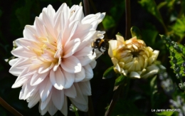 jardin juin,cabane,bouquet 078.JPG