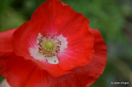coquelicots,pivoines ,moi moi,roses 011.JPG