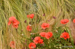 jardin juin,cabane,bouquet 113.JPG
