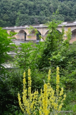 sentier des cygnes,hémérocalles,bouquet,jardin 119.JPG