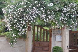 jardin en mai,visites bus,petit jardin 270.JPG