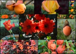 2015-09-06 dahlias,massifs refaits,Lalinde,jardin3.jpg