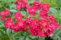 roses,poule d'eau,bébés cygnes, 058.JPG