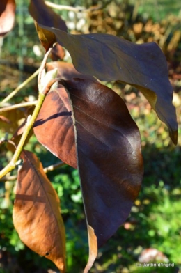 dernières automne,givre,chat 026.JPG