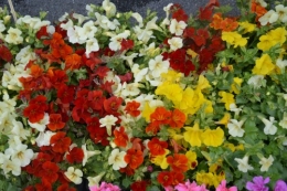 chateau  Banes,marché fleurs Lalinde 064.JPG