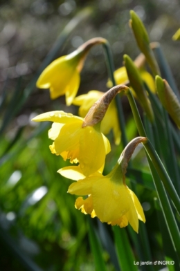 jonquilles