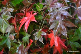 automne 2016 074.JPG