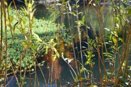 octobrejardin,citrouillesIssegeac,leCLOSdesSOURCES 123.JPG