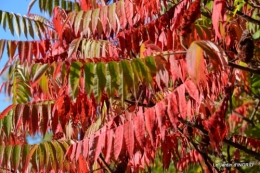 rhus,colline,buis taillé,noix,manthe religieuse,bouquet 069.JPG