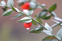 merles sur kakis,givre,gouttes,sapin de Noel 155.JPG