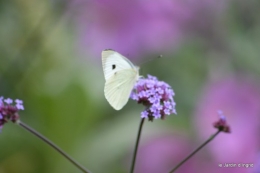 coeur des fleurs,papillons,libellules 128.JPG