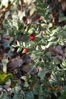 jardiland,déco noel,colline,pt houx 150.JPG