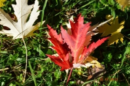 petit érable,le canal et lejardin àl'automne 041.JPG