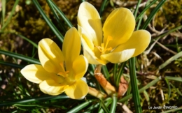 tulipes,crocus ,jardin 030.JPG