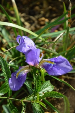 mésange charbonnière