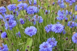 coquelicots,pivoines ,moi moi,roses 027.JPG