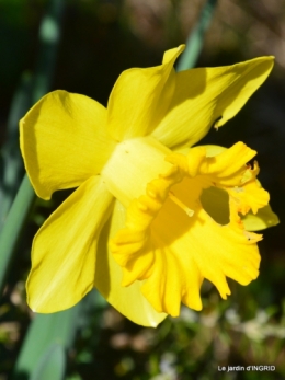 février,perces-neiges,hamamélis,paquerettes 130.JPG