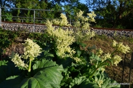 jardin soir et matin 115.JPG