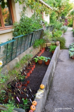 jardin Mme Perichou,grandes fleurs,bouquet,jardin 104.JPG