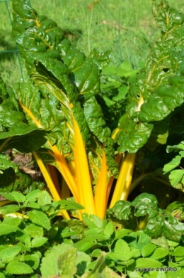citrouille fleurie,décos jardin,automne 090.JPG