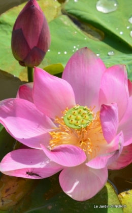 les jardins d'eau de Carsac 126.JPG