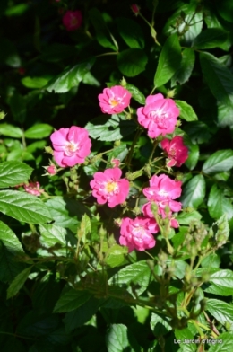 jardin en mai 342.JPG