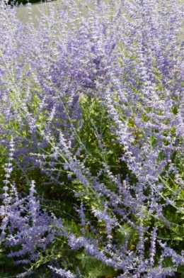 fleurs bleues,hortensia bleu,moi bébé 072.JPG