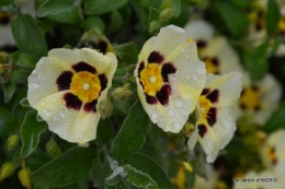 maison,jardin Bernadette,et jardin Claudine 081.JPG