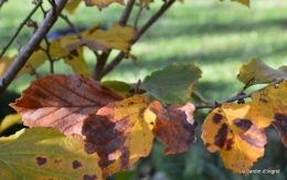 jardin automne,Arya avec Nicky 007.JPG