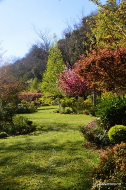 jardin confiné ,osier,magnolia jaune 134.JPG