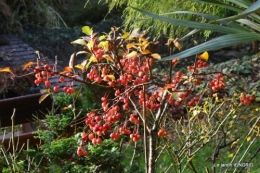 troc,automne,serre 048.JPG