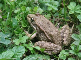 juillet,été