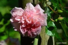 les roses,les 4 filles,jardin,Julie,coquelicots,cygnes 006.JPG
