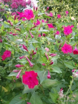 Meyrals,les filles,jardin 149.JPG