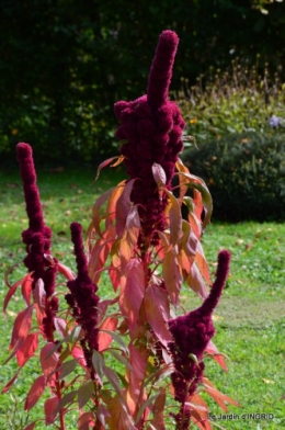 jardin ,chez Fabien,automne 086.JPG
